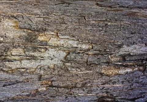 Background tree bark in a pine forest or park. Stock Photos