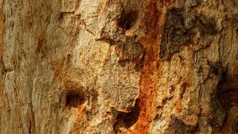Background tree bark with termite nests1 Stock Photos