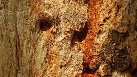 Background tree bark with termite nests2 Stock Photos