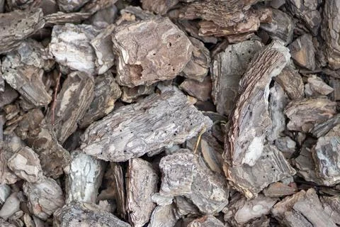 Background of tree bark. The texture of the bark Stock Photos