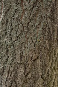 Background of the tree bark texture. Close-up background. Stock Photos