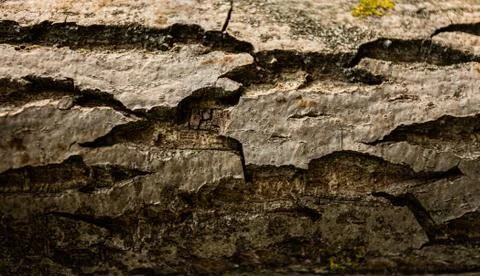 Background of tree bark, texture Foto stock