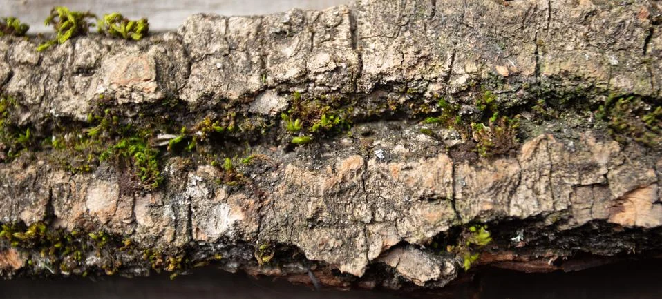 Background of tree bark, texture Stock Photos