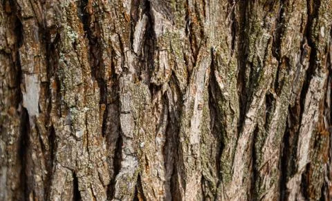 Background of tree bark, texture Stockfoto's