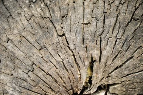 Background of a tree bark. texture Stock Photos