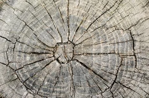 Background of a tree bark. texture Stock Photos
