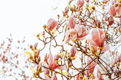 Background of tree with blooming flowers during the spring with a bright sky Stock Photos