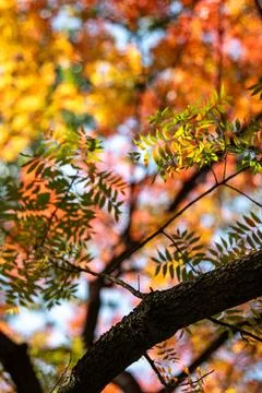 Background of the tree branch and red autumn leaves in front of the blue sky Stock Photos