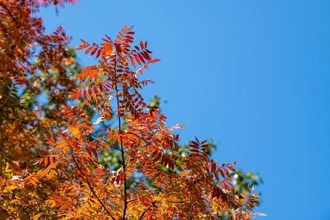 Background of the tree branch and red autumn leaves in front of the blue sky Stock Photos
