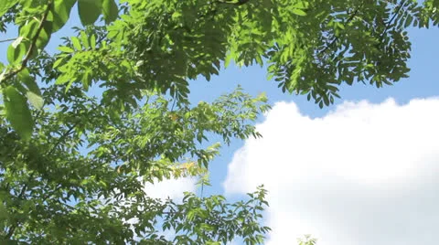 Background of tree branch of rowan tree Stock Footage 24693406