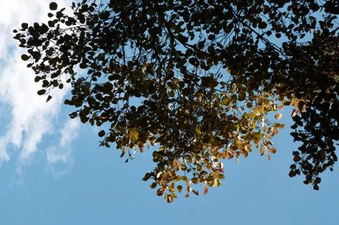 Background of tree branches on a blue sky Stock Photos