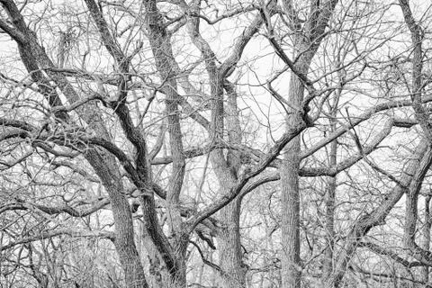 Background of tree branches. Graphical display of trees Stock Photos