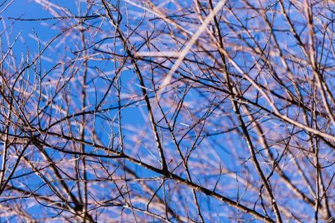 Background of tree branches Stock Photos