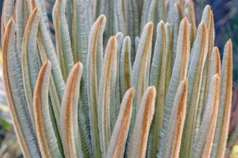 Background of tree bud, scientific name Cycas revoluta, known in Brazil as sa Stock Photos