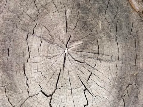 Background, tree in a cut, wooden background,Light gray tree in a cut Stock Photos