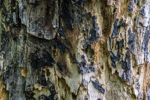 Background of a tree damaged by diseases, pests and fire Stock Photos