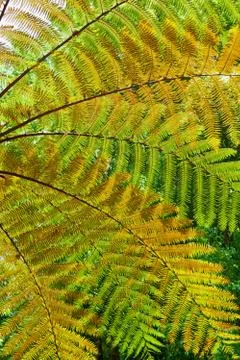 Background of the tree fern leaves Stock Photos