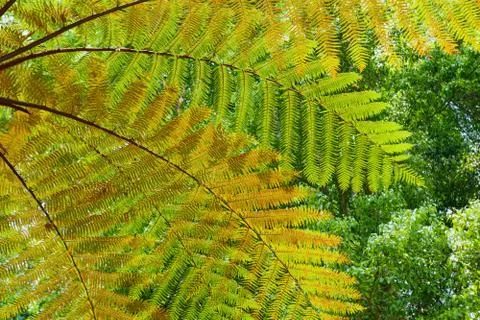 Background of the tree fern leaves Foto stock