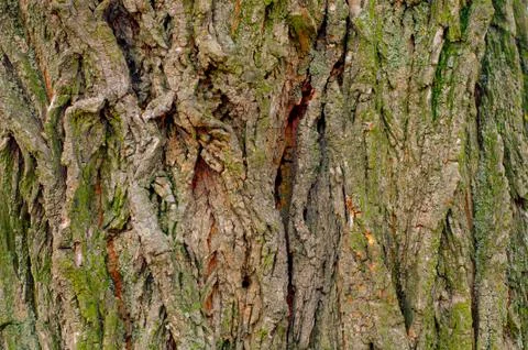 Background of a tree with green moss Stock Photos