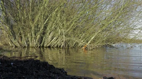Background tree growing out of rippling water at Chasewater resevoir Stock Footage 69023157