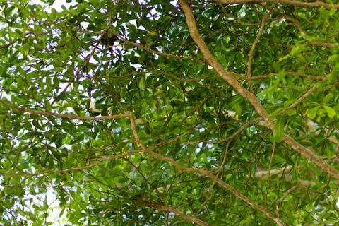 Background of tree leaf and branch, leaf pattern Stock Photos
