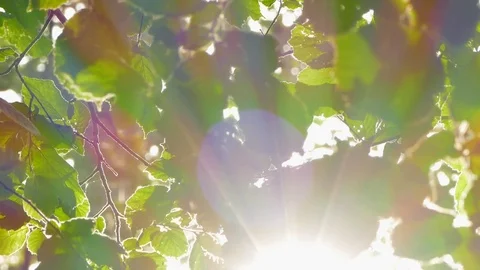 Background of tree leaves and sun rays. Stock Footage 78973505