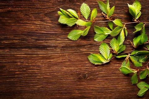 Background- tree leaves. Stock Photos