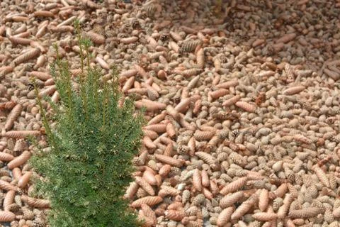 Background. Tree. Many brown cones on the ground Foto stock