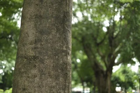 Background the tree in nature Foto stock