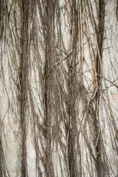 Background of tree root cover the wall Stock Photos