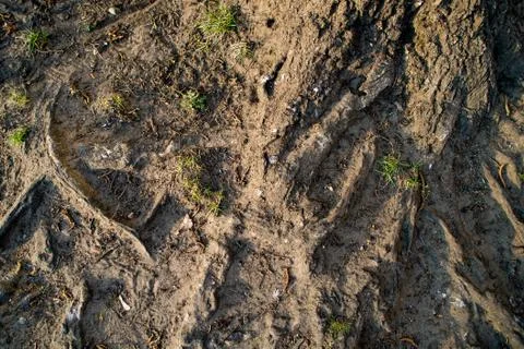 Background, tree roots on Earth Stock Photos