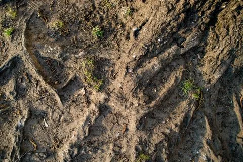 Background, tree roots on Earth Stock Photos