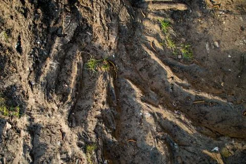 Background, tree roots on Earth Stock Photos