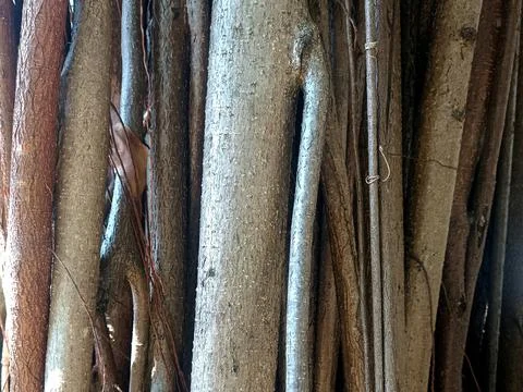 Background of tree roots sticking out Stock Photos