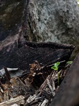 Background of a tree seed growing among wood chips Stock Photos