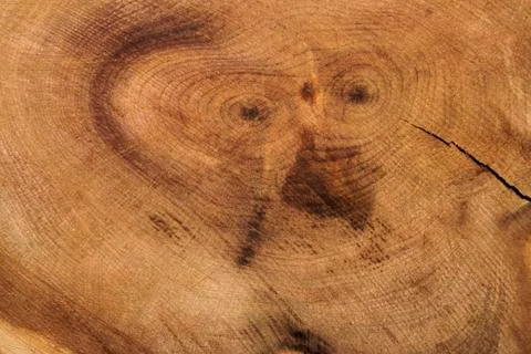 The background of the tree in terms Stock Photos