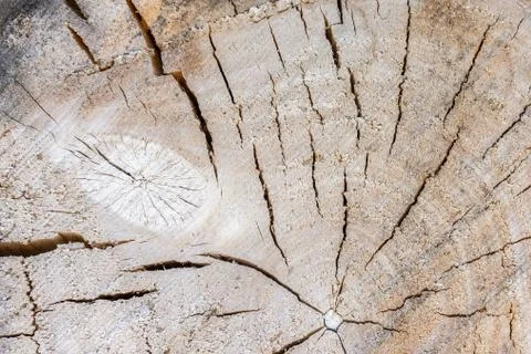 Background tree texture Stock Photos