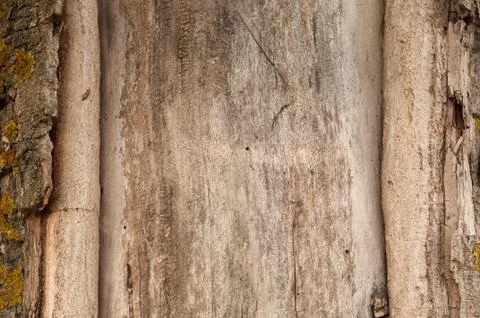 Background of a tree trunk with cut bark 스톡 사진