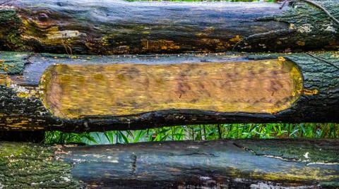 Background of tree trunks with one carved bole, blank space to put your text, Stock Photos