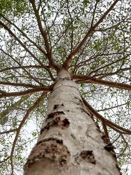 Background of a tree trunks 스톡 사진