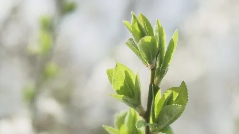 Background with trees and grass Stock Footage 106278152