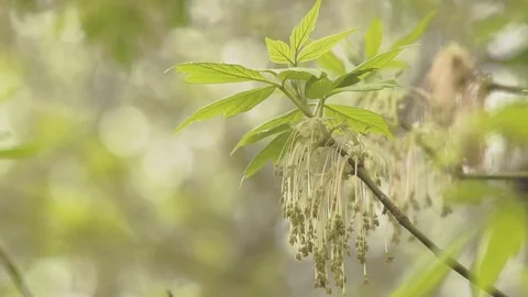 Background with trees and grass Stock Footage 106278178