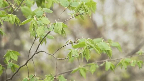 Background with trees and grass Stock Footage 106278212
