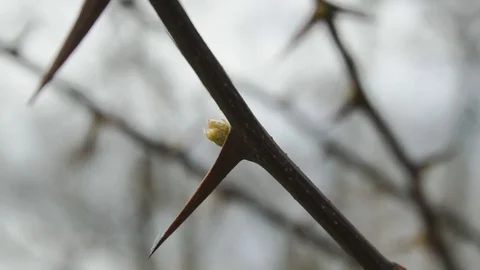 Background with trees and grass Stock Footage 106278222