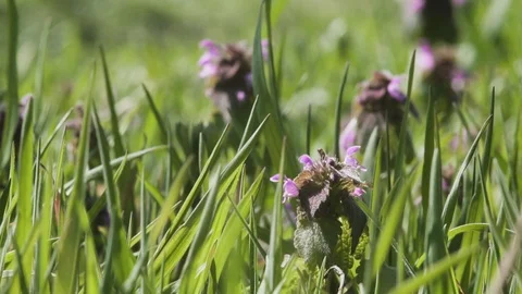 Background with trees and grass Stock Footage 106278252