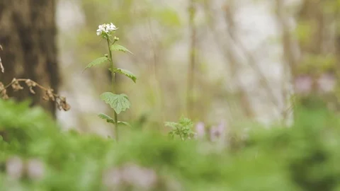 Background with trees and grass Stock Footage 106278270