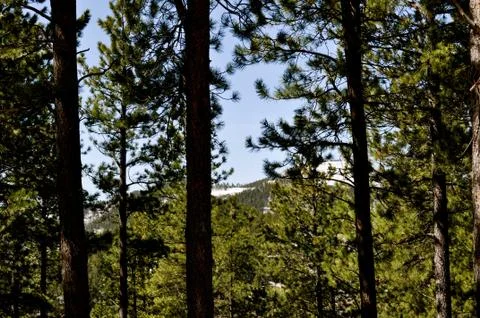 Background trees and sky Fotos Stock