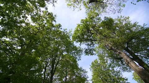 Background trees. Bottom up view of lush green foliage of trees with sun. Stock Footage 197742468