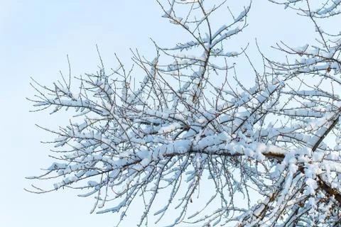 Background of trees for a double exposure, many branches, branches in snow, s Stock Photos