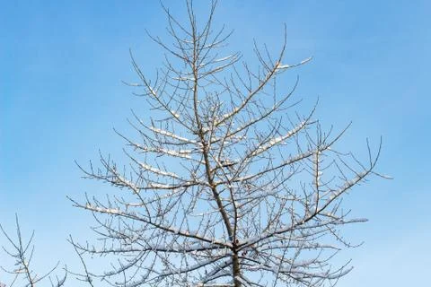 Background of trees for a double exposure, many branches, branches in snow, s Stock Photos